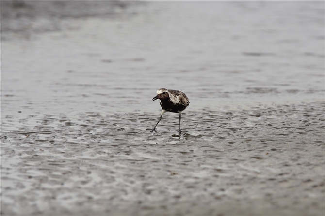 _C[,Grey Plover